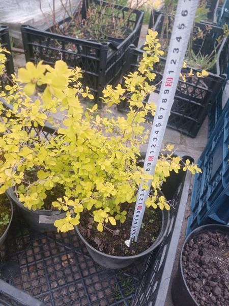 Спірея японська Голдфлейм (Spiraea japonica Goldflame) C2 - яскравий листяний кущ V54202 фото