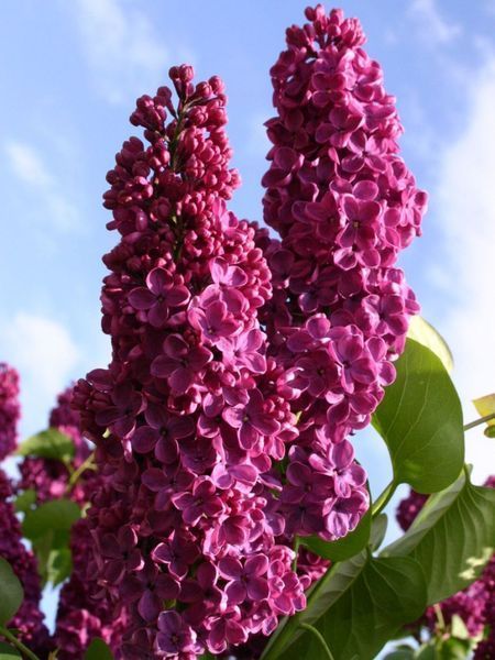 Сирень обыкновенная Палаюча москва. (Syringa vulgaris Palayucha moscow) CS2940 фото