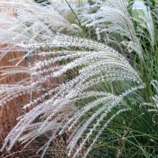 Мискантус китайский Грациелла (Miscanthus sinensis Graziella) С3 V10160 фото