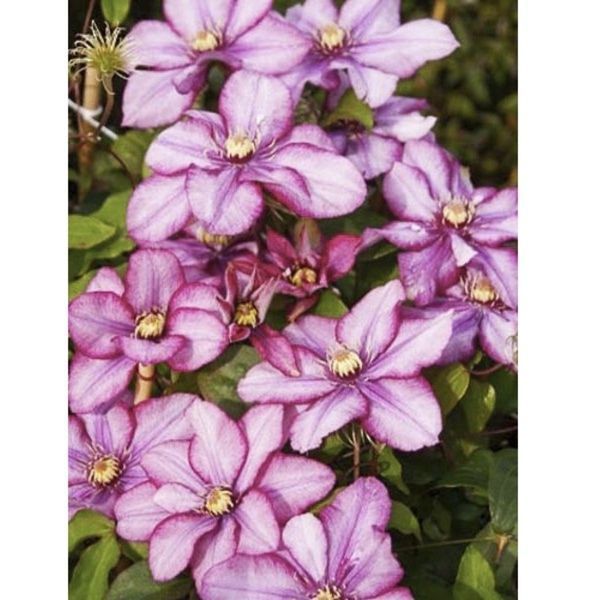 Клематіс Парадізо. (Clematis Paradiso) ІІгрупа