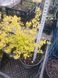 Спірея японська Голдфлейм (Spiraea japonica Goldflame) C2 - яскравий листяний кущ V54202 фото 4