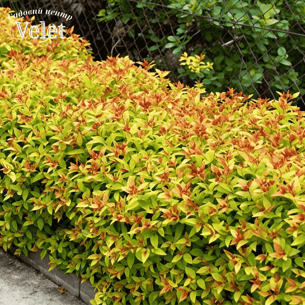 Спірея японська Голдфлейм (Spiraea japonica Goldflame) C2 - яскравий листяний кущ V54202 фото