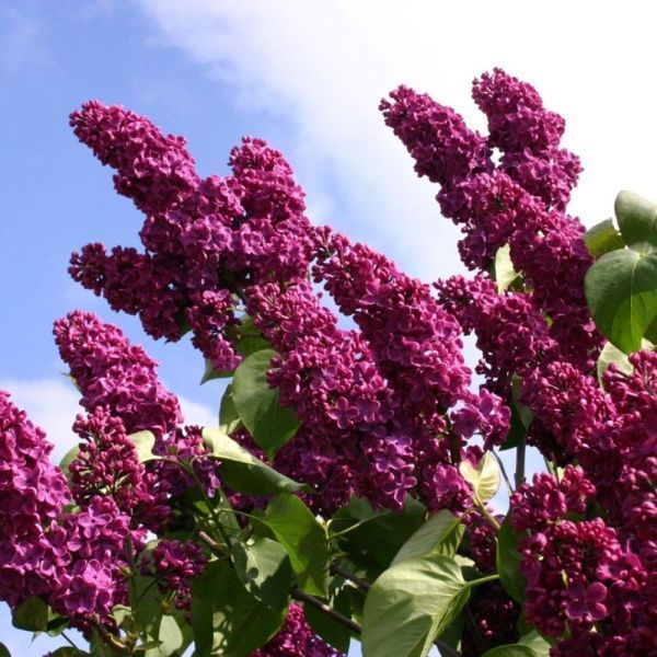 Сирень обыкновенная Палаюча москва. (Syringa vulgaris Palayucha moscow) CS2940 фото