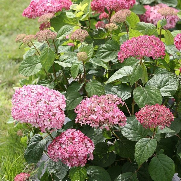 Гортензія деревоподібна Інвінсібелль Спіріт. (Hydrangea arborescens Invincibelle Spirit) С3 CS2790 фото