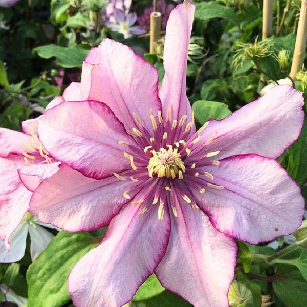 Клематіс Парадізо. (Clematis Paradiso) ІІгрупа
