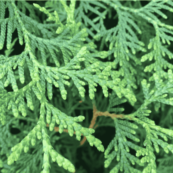 Туя західний Брабант. (Thuja оccidentalis Brabant) Р9 00051 фото