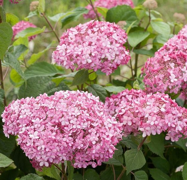 Гортензія деревоподібна Інвінсібелль Спіріт. (Hydrangea arborescens Invincibelle Spirit) С3 CS2790 фото