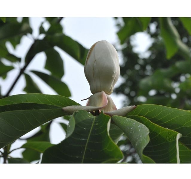 Магнолія обовата. (Magnolia obovata) p9 CS2890 фото