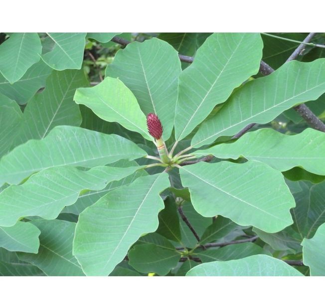 Магнолія обовата. (Magnolia obovata) p9 CS2890 фото