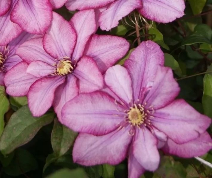 Клематіс Парадізо. (Clematis Paradiso) ІІгрупа