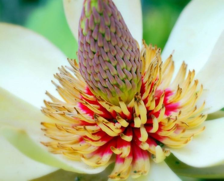 Магнолія обовата. (Magnolia obovata) p9 CS2890 фото