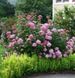 Гортензія деревоподібна Інвінсібелль Спіріт. (Hydrangea arborescens Invincibelle Spirit) С3 CS2790 фото 1