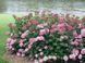 Гортензія деревоподібна Інвінсібелль Спіріт. (Hydrangea arborescens Invincibelle Spirit) С3 CS2790 фото 2