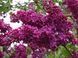 Сирень обыкновенная Палаюча москва. (Syringa vulgaris Palayucha moscow) CS2940 фото 4