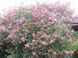 Роза Плезентари. (Plaisanterie) Мускусный гибрид CS0610 фото 2
