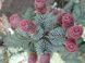 Ель колючая Хупси. (Picea pungens Hoopsii) С5 CS2087 фото 2