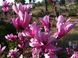 Магнолия гибридная Бетти (Magnolia hybrid Betty) декоративное дерево в горшке C5 V10405 фото 1