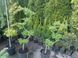 Модрина японська. (Larix kaempferi S Bonsai) БОНСАЙ С12 (висота H 100-150 см, горщик 15л) CS2187 фото 1