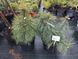 Сосна Шверина Витхорст. (Pinus schwerinii Wiethorst) С20 V00992 фото 2