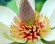 Магнолія обовата. (Magnolia obovata) p9 CS2890 фото 2