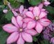 Клематіс Парадізо. (Clematis Paradiso) ІІгрупа CS1710 фото 1