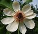 Магнолія обовата. (Magnolia obovata) p9 CS2890 фото 1
