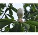 Магнолія обовата. (Magnolia obovata) p9 CS2890 фото 3