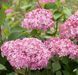 Гортензія деревоподібна Інвінсібелль Спіріт. (Hydrangea arborescens Invincibelle Spirit) С3 CS2790 фото 4