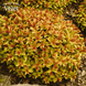 Спірея японська Голдфлейм (Spiraea japonica Goldflame) C2 - яскравий листяний кущ V54202 фото 1
