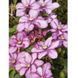 Клематіс Парадізо. (Clematis Paradiso) ІІгрупа CS1710 фото 4
