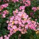 Роза Плезентари. (Plaisanterie) Мускусный гибрид CS0610 фото 1