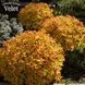 Спірея японська Голдфлейм (Spiraea japonica Goldflame) C2 - яскравий листяний кущ V54202 фото 2