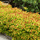 Спірея японська Голдфлейм (Spiraea japonica Goldflame) C2 - яскравий листяний кущ V54202 фото 3