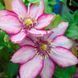 Клематіс Парадізо. (Clematis Paradiso) ІІгрупа CS1710 фото 6