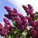 Сирень обыкновенная Палаюча москва. (Syringa vulgaris Palayucha moscow) CS2940 фото 5