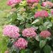 Гортензія деревоподібна Інвінсібелль Спіріт. (Hydrangea arborescens Invincibelle Spirit) С3 CS2790 фото 3