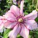 Клематіс Парадізо. (Clematis Paradiso) ІІгрупа CS1710 фото 2