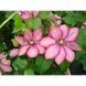 Клематіс Парадізо. (Clematis Paradiso) ІІгрупа CS1710 фото 3