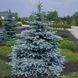 Ель колючая Хупси. (Picea pungens Hoopsii) С5 CS2087 фото 1