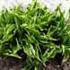 Хоста Лемон Дилайт. (Hosta Lemon Delight) Р9 V10061 фото 2
