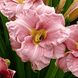 Лилейник Романтик Роуз (Hemerocallis Romantic Rose) - 1шт R8245 фото 1