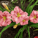 Лилейник Романтик Роуз (Hemerocallis Romantic Rose) - 1шт R8245 фото 2