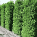 Туя західний Брабант. (Thuja оccidentalis Brabant) Р9 00051 фото 1