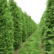 Туя західний Брабант. (Thuja оccidentalis Brabant) Р9 00051 фото 4
