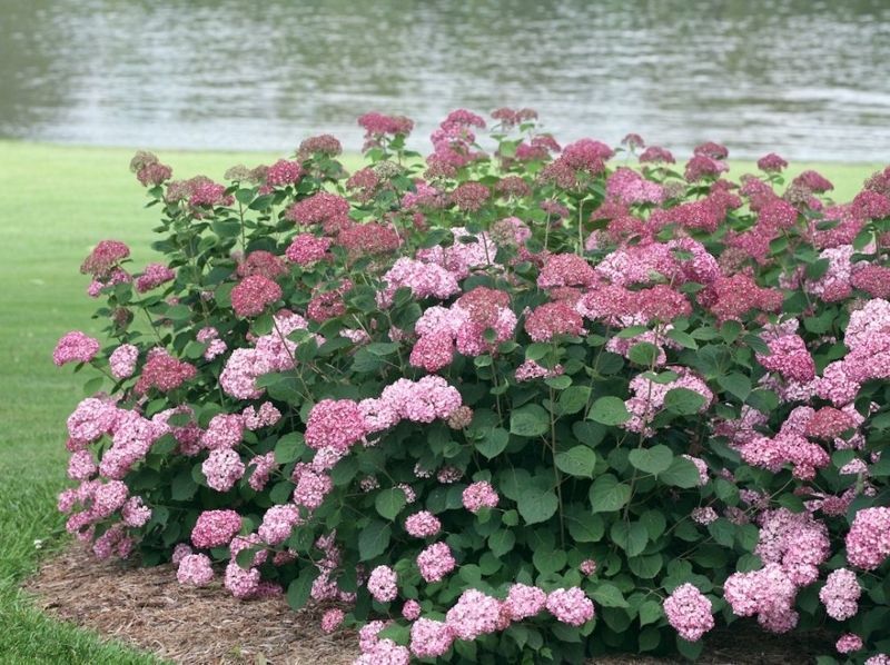 Гортензія деревоподібна Інвінсібелль Спіріт. (Hydrangea arborescens Invincibelle Spirit) С3 CS2790 фото