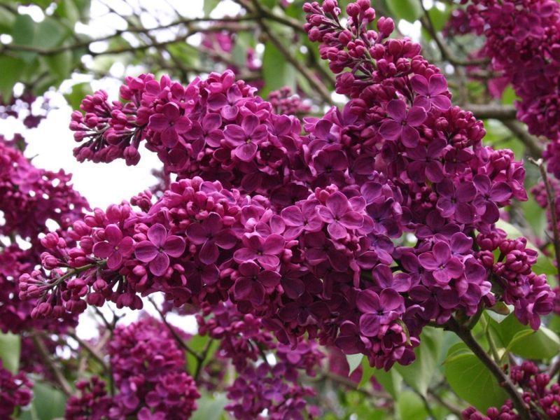 Сирень обыкновенная Палаюча москва. (Syringa vulgaris Palayucha moscow) CS2940 фото