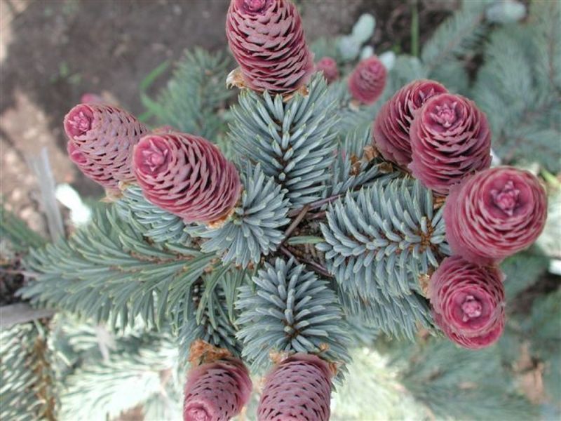 Ель колючая Хупси. (Picea pungens Hoopsii) С5 CS2087 фото