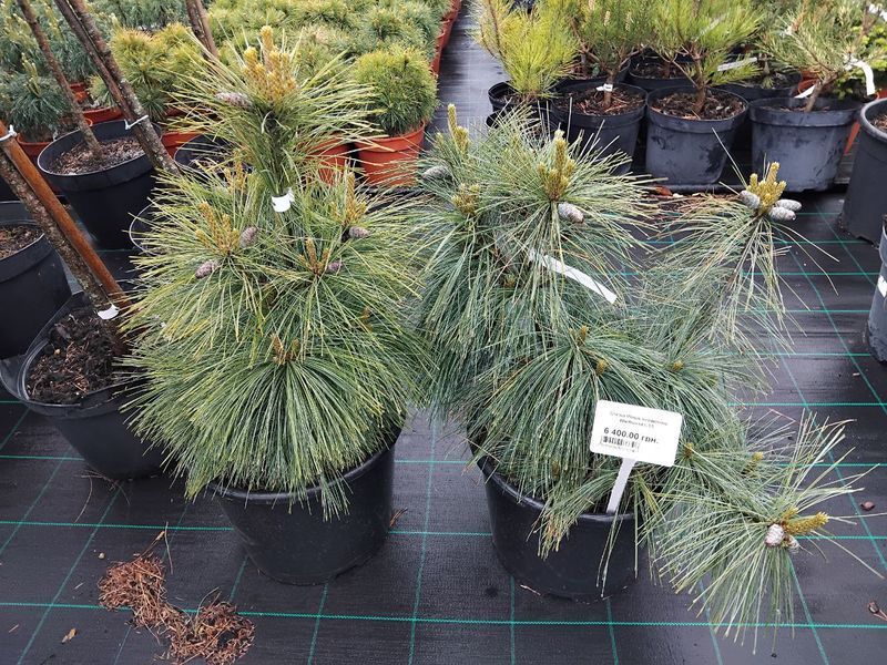 Сосна Шверина Витхорст. (Pinus schwerinii Wiethorst) С20 V00992 фото