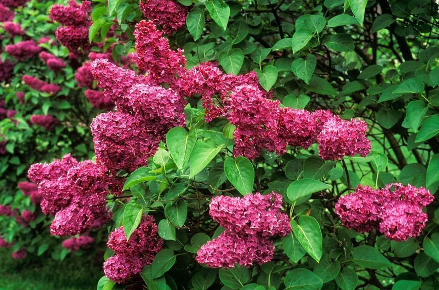 Сирень обыкновенная Палаюча москва. (Syringa vulgaris Palayucha moscow) CS2940 фото