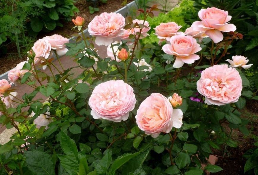 Троянда Абрахам Дербі. Abraham Darby) АНГЛ НА ШТАМБІ Velet
